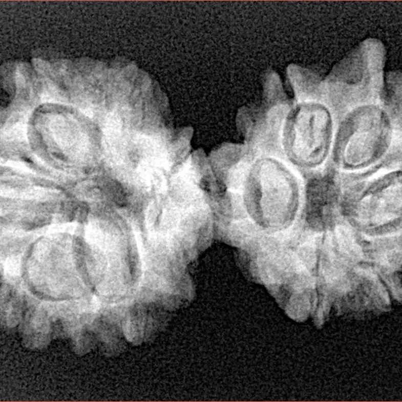 10 Mukhi G.S & Ganesh 33.4mm 4.45gm - Xray