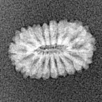17 Mukhi Rudraksha 13.9mm 0.53gm - Xray
