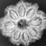8 Mukhi Rudraksha 24.3mm 4.31gm - Xray