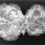 11 Mukhi G.S & Ganesh 33.8mm 5.98gm - Xray