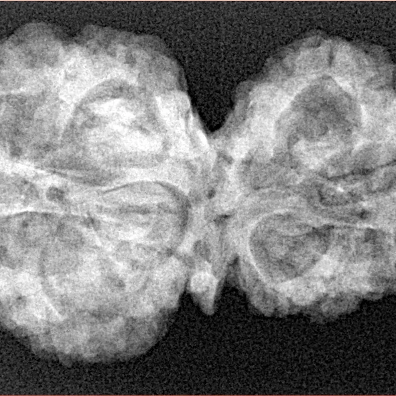 11 Mukhi G.S & Ganesh 33.8mm 5.98gm - Xray