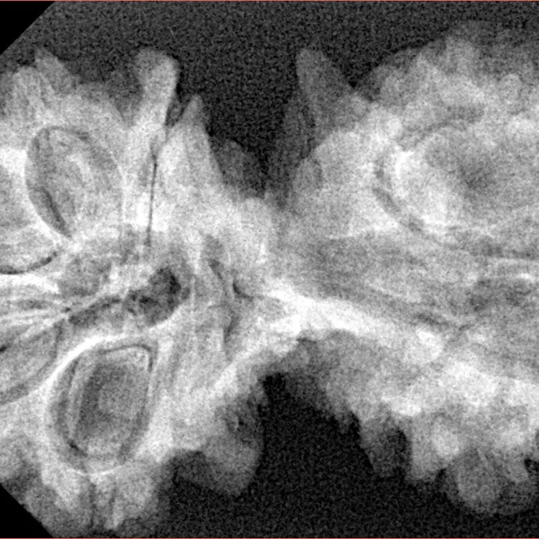 11 Mukhi G.S & Ganesh 38.8mm 6.32gm - Xray