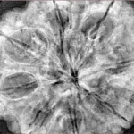 8 Mukhi Rudraksha 34mm 8.72gm - Xray