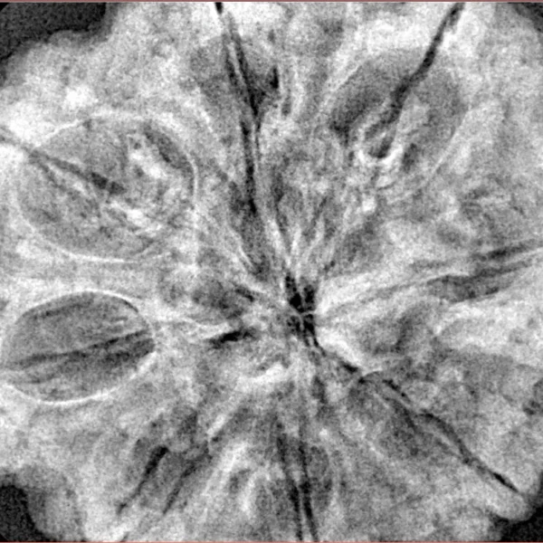 8 Mukhi Rudraksha 34mm 8.72gm - Xray