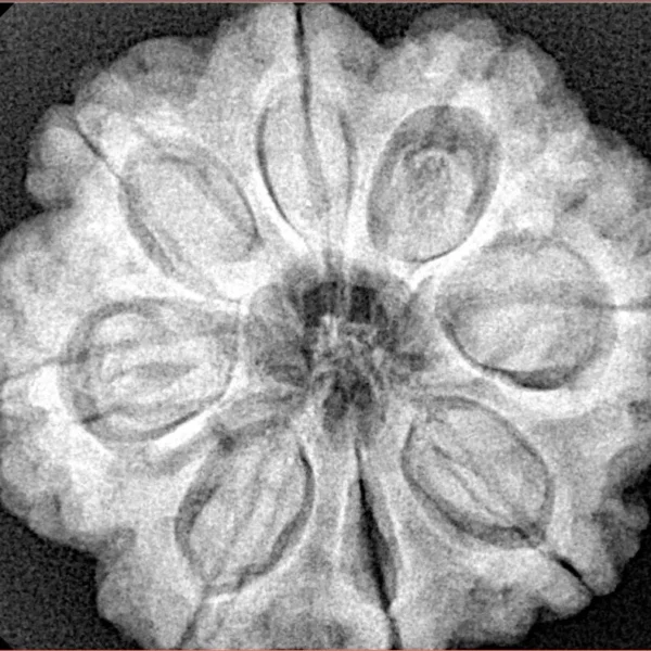 8 Mukhi Rudraksha 28.3mm 7.39gm - Xray