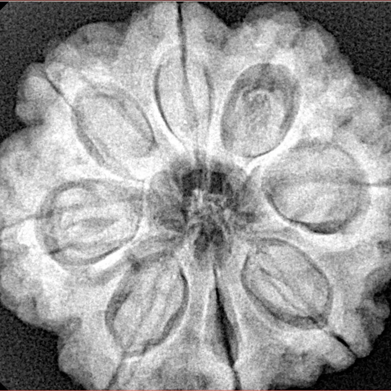 8 Mukhi Rudraksha 28.3mm 7.39gm - Xray