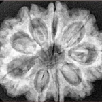 9 Mukhi Rudraksha 31.7mm 6.9gm - Xray