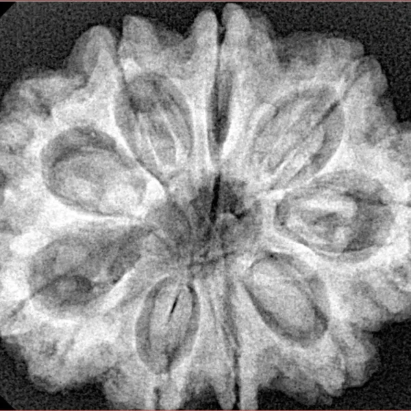 9 Mukhi Rudraksha 31.7mm 6.9gm - Xray