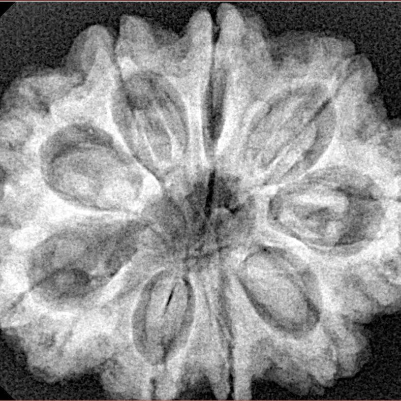9 Mukhi Rudraksha 31.7mm 6.9gm - Xray