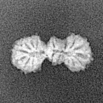 19 Mukhi Trijuti 14.9mm 0.37gm - Xray