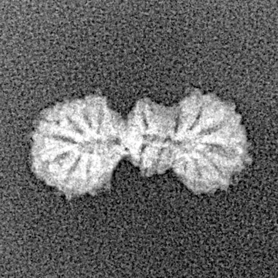 19 Mukhi Trijuti 14.9mm 0.37gm - Xray