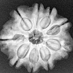 9 Mukhi Rudraksha 27.6mm 5.98gm - Xray