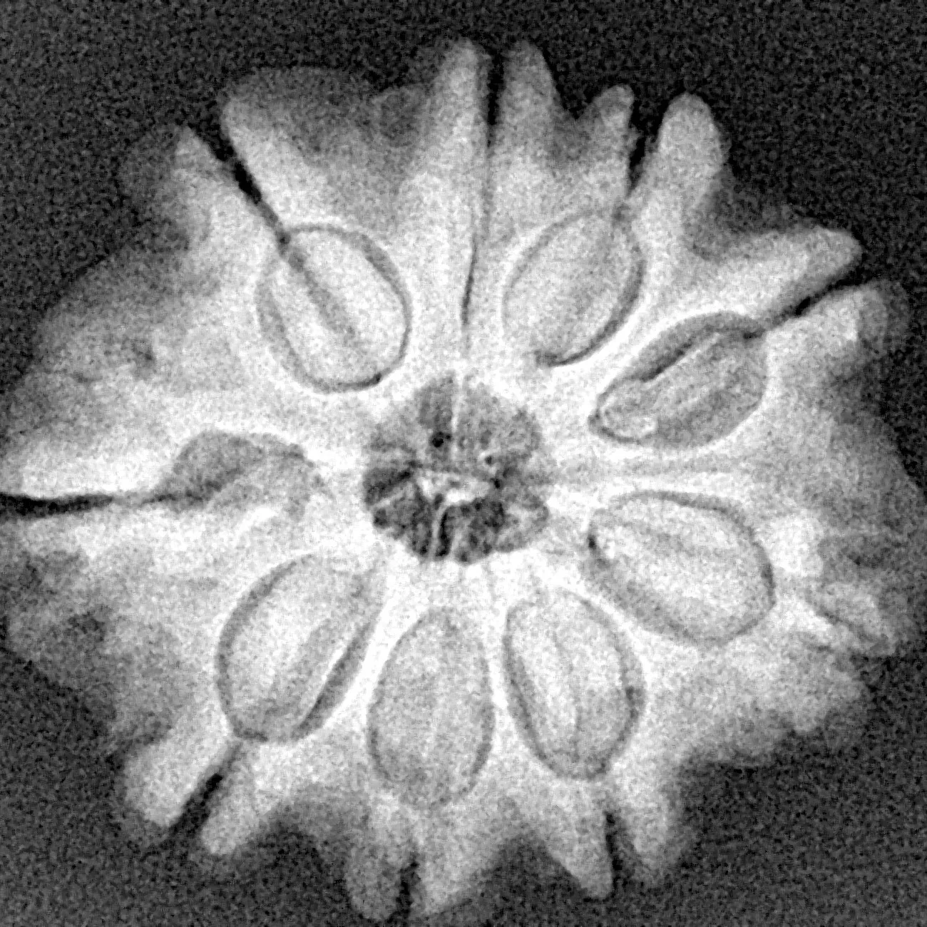 9 Mukhi Rudraksha 27.6mm 5.98gm - Xray