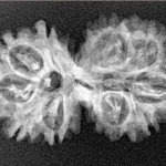 10 Mukhi G.S & Ganesh 30.5mm 3.08gm - Xray