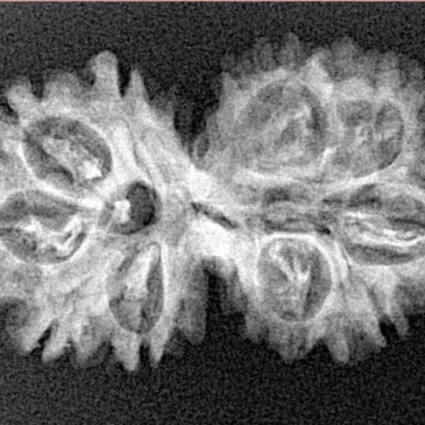 10 Mukhi G.S & Ganesh 30.5mm 3.08gm - Xray