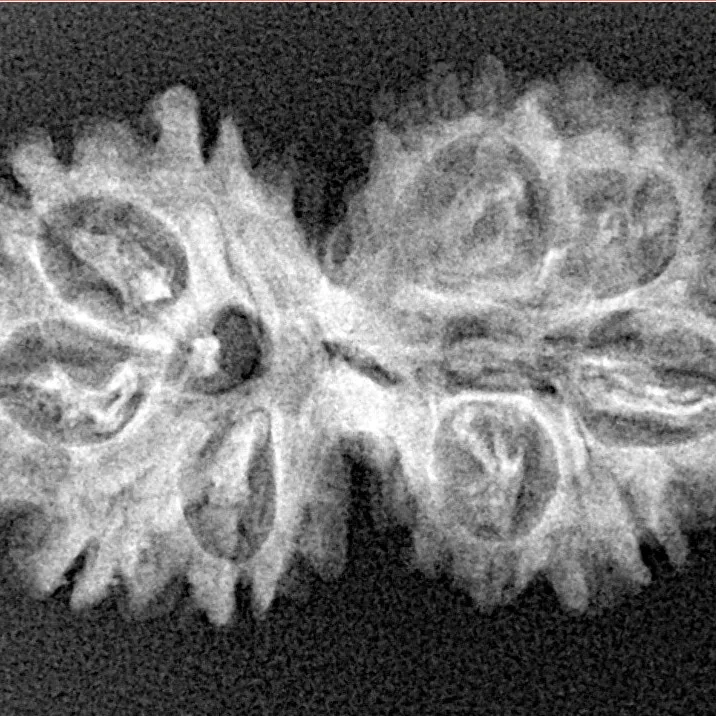 10 Mukhi G.S & Ganesh 30.5mm 3.08gm - Xray