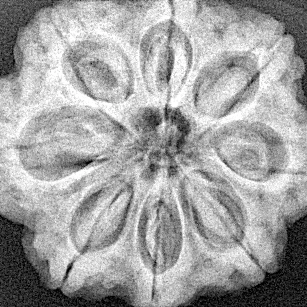 8 Mukhi Rudraksha 29.2mm 8gm - Xray