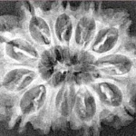 12 Mukhi Rudraksha 28.9mm 3.69gm - Xray