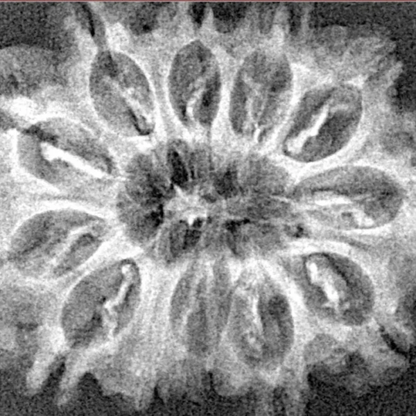 12 Mukhi Rudraksha 28.9mm 3.69gm - Xray