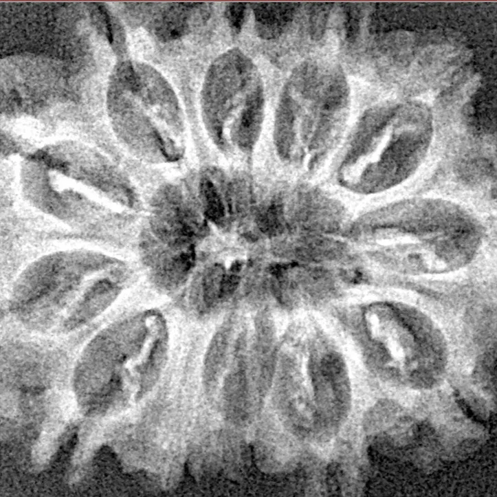 12 Mukhi Rudraksha 28.9mm 3.69gm - Xray