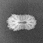 17 Mukhi Rudraksha 14.1mm 0.38gm - Xray