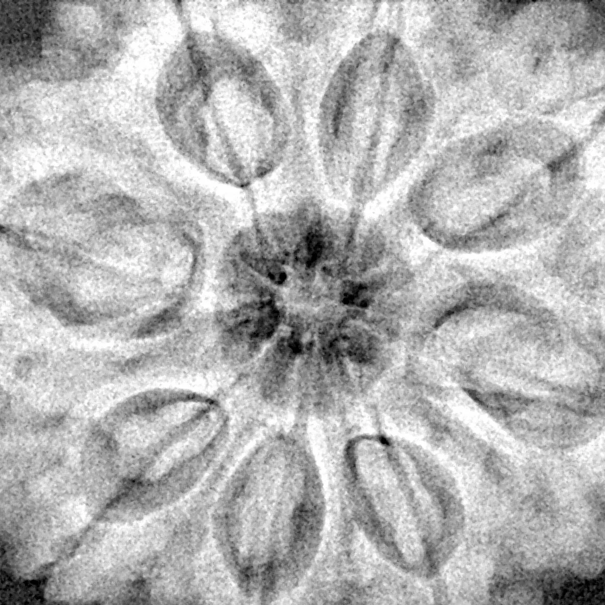 8 Mukhi Rudraksha 31.9mm 9.68gm - Xray