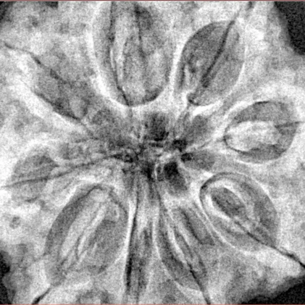 9 Mukhi Rudraksha 33.5mm 9.42gm - Xray