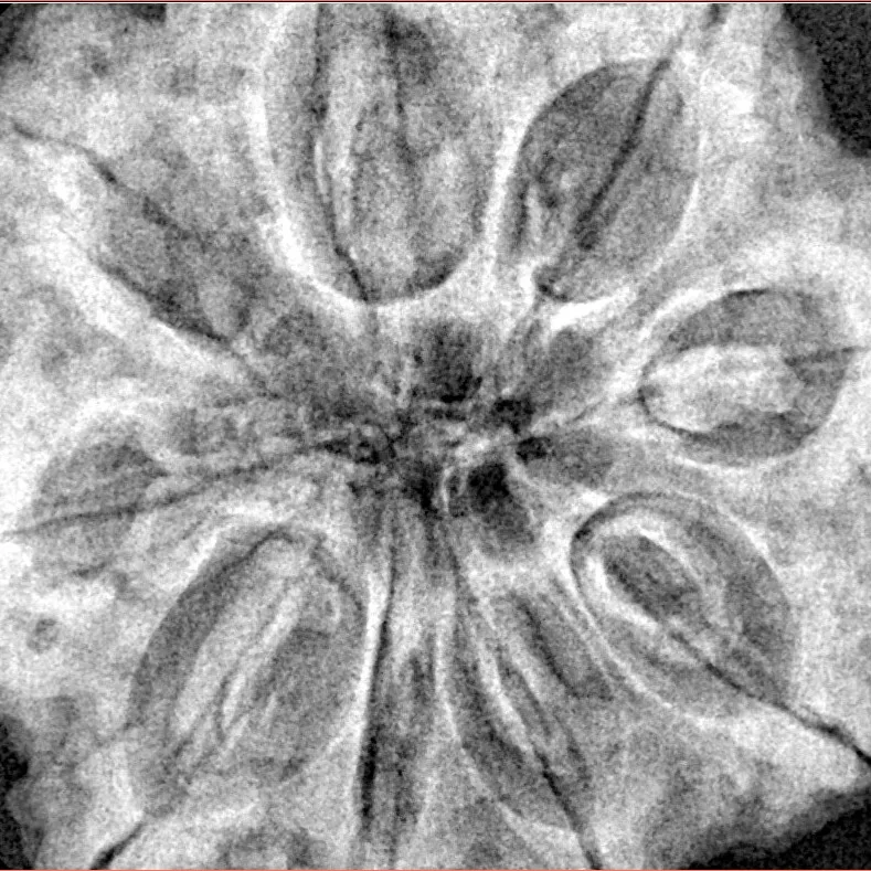 9 Mukhi Rudraksha 33.5mm 9.42gm - Xray