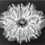 9 Mukhi Rudraksha 26.3mm 4.65gm - Xray