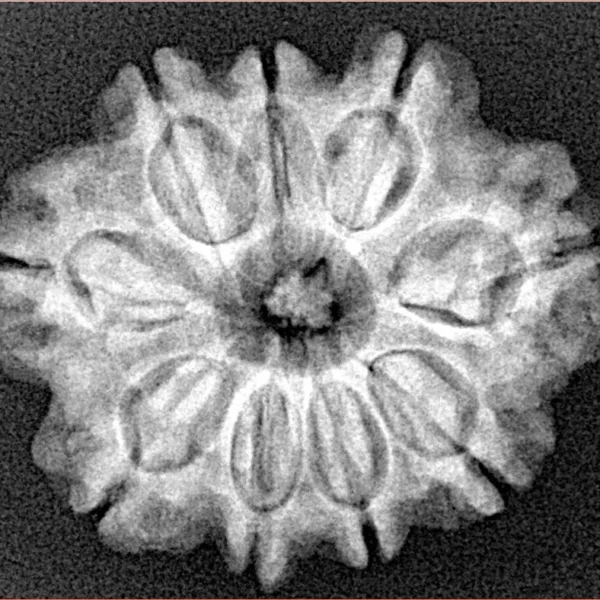 9 Mukhi Rudraksha 26.3mm 4.65gm - Xray