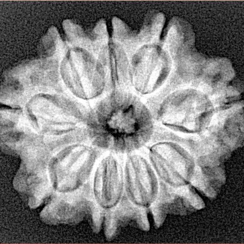 9 Mukhi Rudraksha 26.3mm 4.65gm - Xray