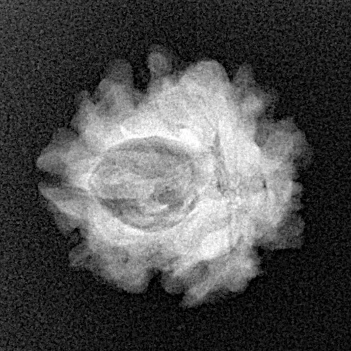 1 Mukhi Rudraksha 21.4mm 2.42gm - Xray
