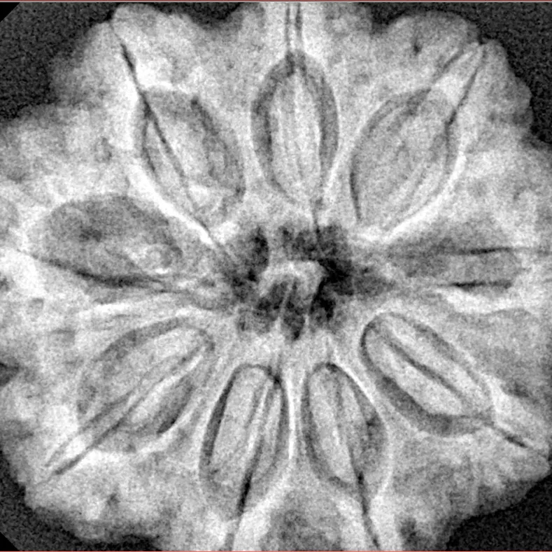 9 Mukhi Rudraksha 30.1mm 7.94gm - Xray