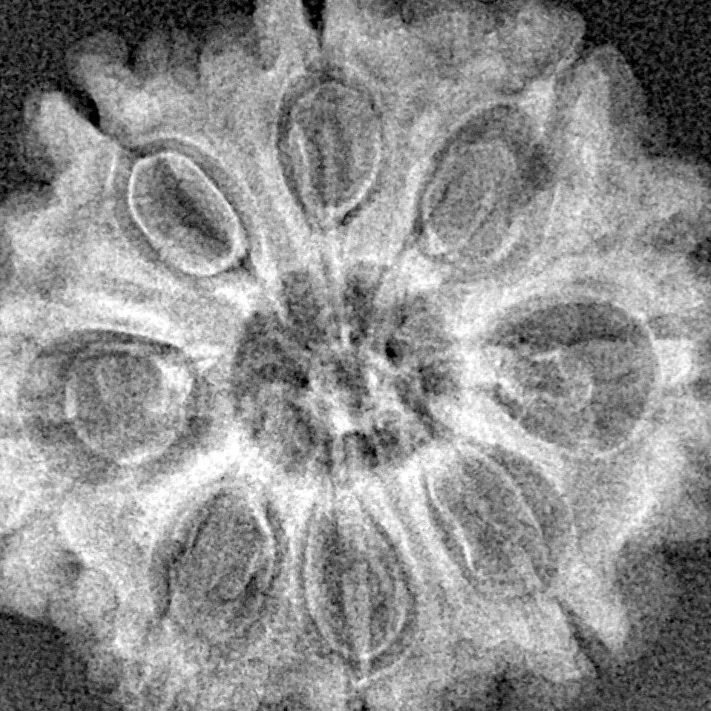 8 Mukhi Rudraksha 28mm 4.07gm - Xray