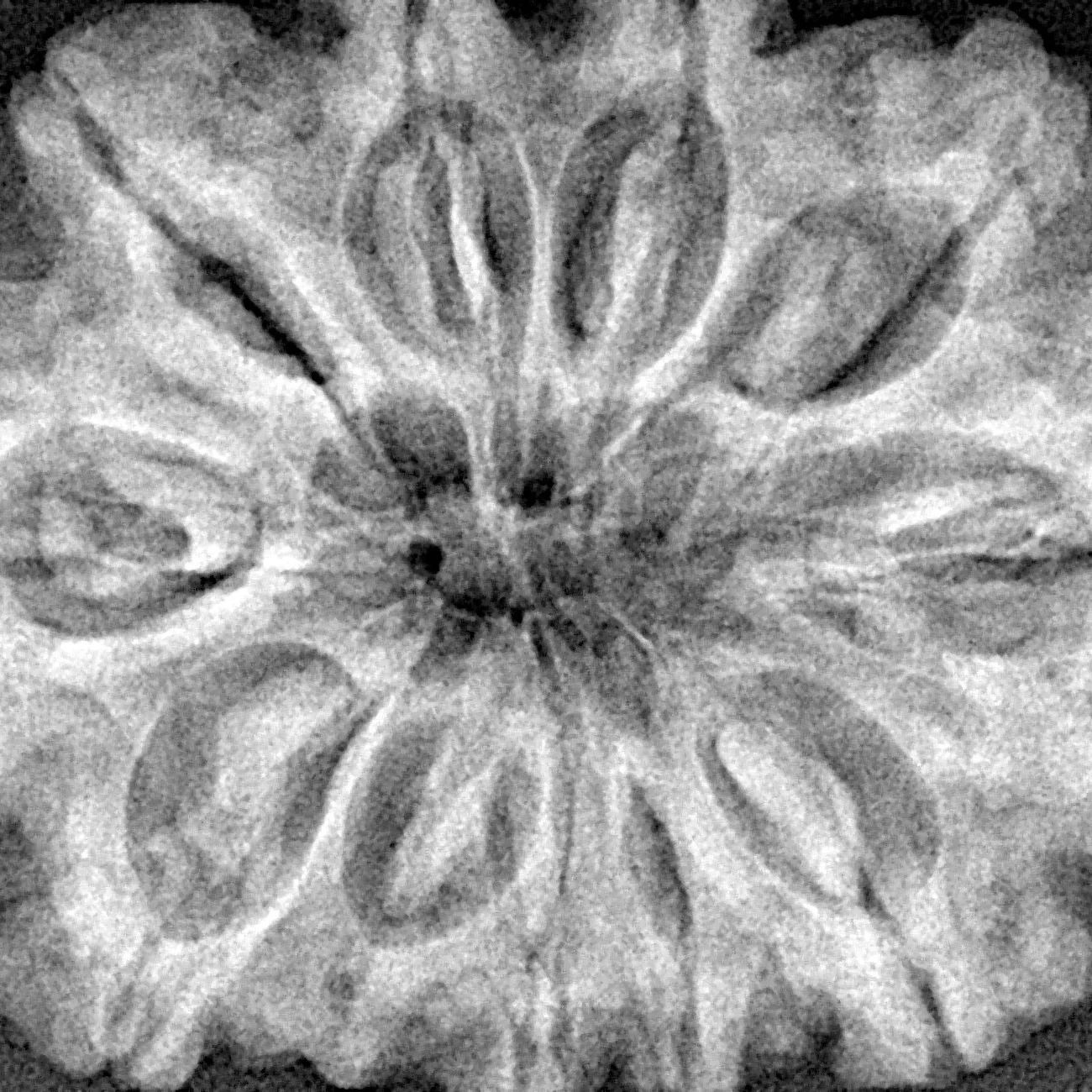 10 Mukhi Rudraksha 34.1mm 8.59gm - Xray