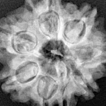 8 Mukhi Rudraksha 26.9mm 5.66gm - Xray