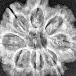 8 Mukhi Rudraksha 27.3mm 5.42gm - Xray