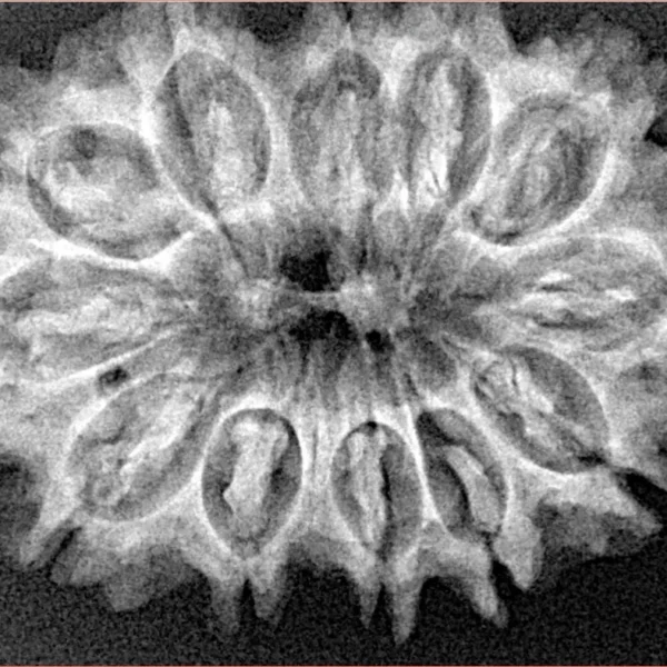 12 Mukhi Rudraksha 32.4mm 5gm - Xray