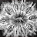 10 Mukhi Rudraksha 32.7mm 7gm - Xray