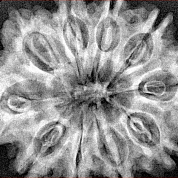 10 Mukhi Rudraksha 32.7mm 7gm - Xray