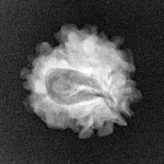 1 Mukhi Rudraksha 18.8mm 2gm - Xray
