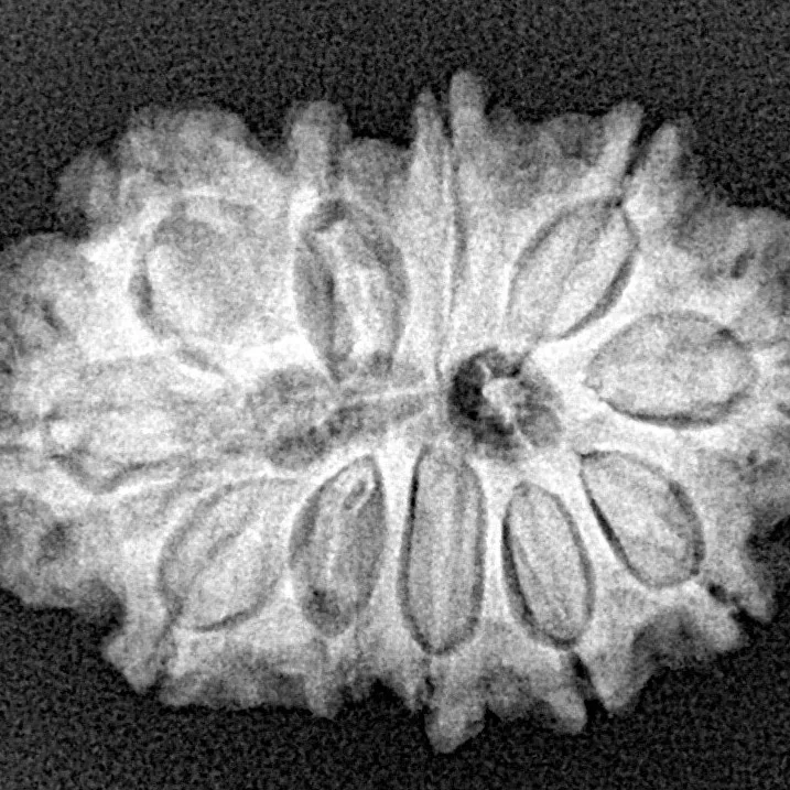 11 MK Gaurishankar 26.3mm 3.91gm - Xray