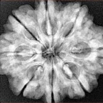 8 Mukhi Rudraksha 28.2mm 6.54gm - Xray
