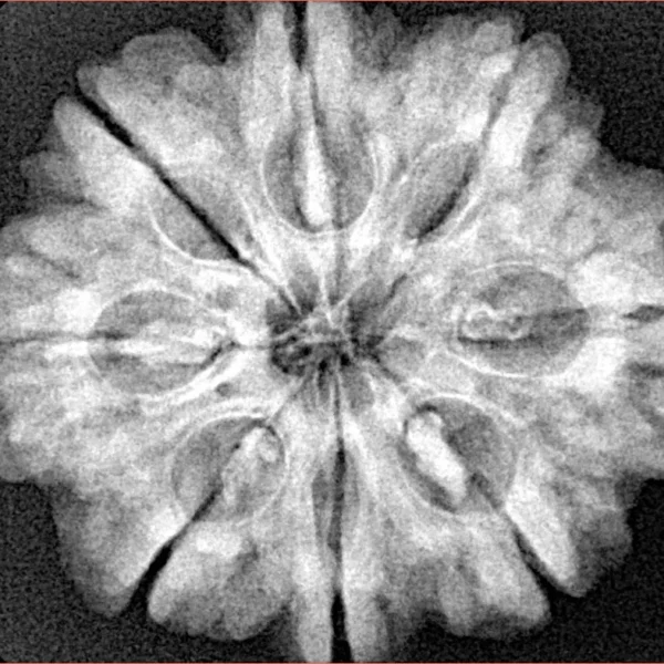 8 Mukhi Rudraksha 28.2mm 6.54gm - Xray