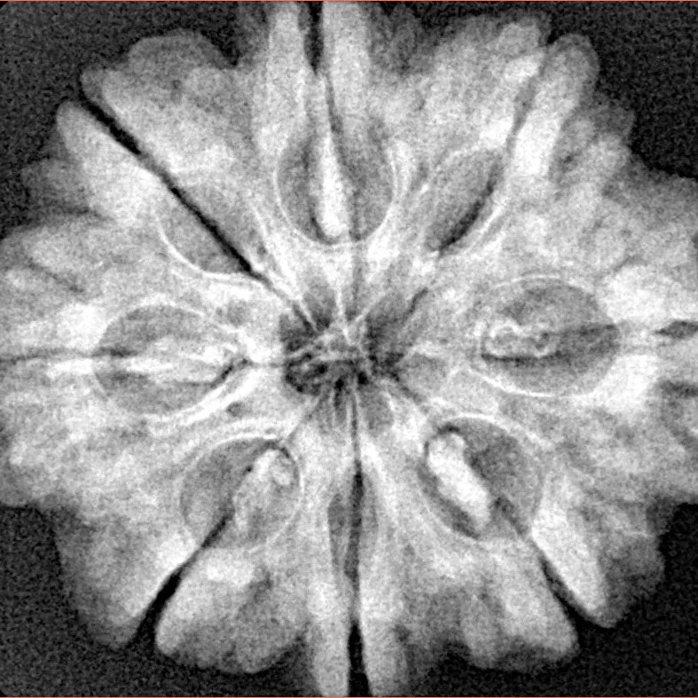 8 Mukhi Rudraksha 28.2mm 6.54gm - Xray