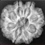 8 Mukhi Rudraksha 25.7mm 5.54gm - Xray