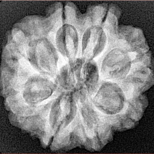 8 Mukhi Rudraksha 25.7mm 5.54gm - Xray