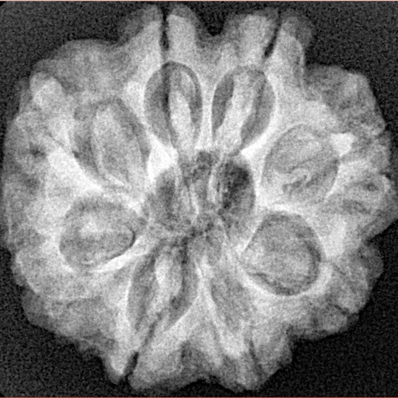 8 Mukhi Rudraksha 25.7mm 5.54gm - Xray