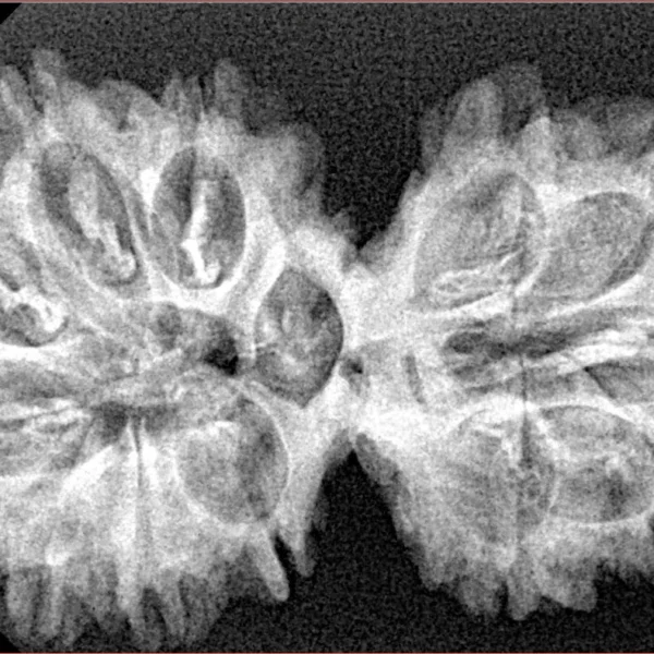 12 MK Gaurishankar 36.8mm 5.32gm - Xray
