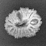 17 Mukhi Rudraksha 19.2mm 1.38gm - Xray